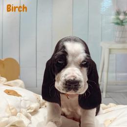 Birch - Black and white male Basset Hound puppy in Hodges, South Carolina from Blooming Basset