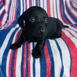 Boy 3 - Black male Dachshund puppy in Oklahoma from DRB Dachshunds