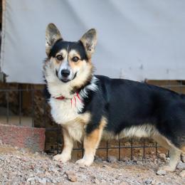 Deets - Pembroke Welsh Corgi