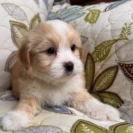 Sunny - Apricot male Maltipoo puppy in Bakersfield, California from Silvia's Maltipoos