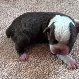 C. Chocolate Female - Red female Boston Terrier puppy in Mc Donough, Georgia from Ballard Boston Terriers