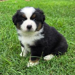 Mundi - Black tri male Miniature Australian Shepherd puppy in Fort Worth, Texas from Angela's Miniature Australian Shepherds
