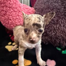 Chanel AKC (runt) lilac - Merle female Chihuahua puppy in Seneca, Missouri from Stephanie’s Puppy Colony