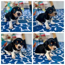 Tater - Black and tan male Dachshund puppy in Florida from Niki Humphries' Dachshunds