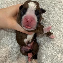 Green Collar Fawn Male - Fawn male Boxer puppy in Alpine, New York from Kickin Rooster AKC Boxers