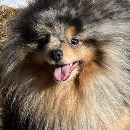 Peter - Pomeranian
