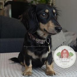 Hazel - Dachshund