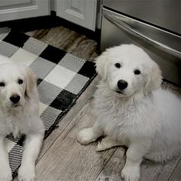 Golden Retriever Puppies from Golden Retrievers by Tiffany Ruthy