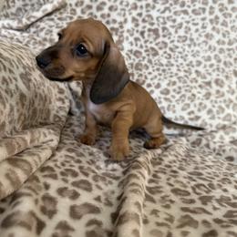 Red pepper - Red male Dachshund puppy in Magnolia, Texas from Hillyard Ranch