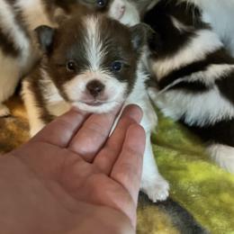 Boy 1 - Chocolate parti male Pomeranian puppy in Maplefalls, Washington from Snow peak poms