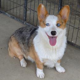 Ripley - American Corgi