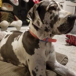 Dottie - Great Dane