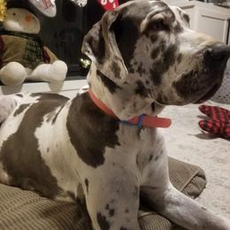Dottie - Great Dane
