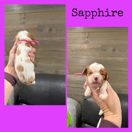 Sapphire - Blenheim female Cavalier King Charles Spaniel puppy in De Pere, Wisconsin from Rose Garden Kennels