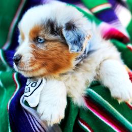 King Louis - Blue merle male Australian Shepherd puppy in Paola, Kansas from Tiz Ranch