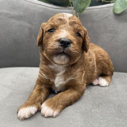 Romeo - Apricot male Cavapoo puppy in Northfield, New Jersey from Jersey Shore Double Doodles