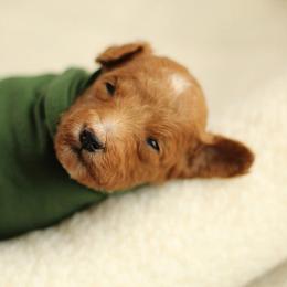 Mrs. - Red  female Goldendoodle puppy in Eagle Mountain, Utah from Lady Paws Puppies