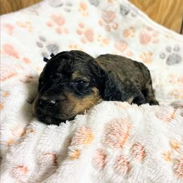 Dallas - Phantom male Goldendoodle puppy in Pittsburg, Texas from Grace Springs Goldendoodles