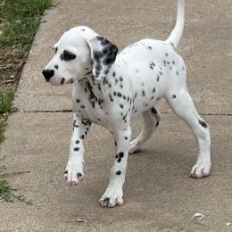 Kevin Jonas - White and black male Dalmatian puppy in Fort Cavasos, Texas from Mainstreet Dalmation