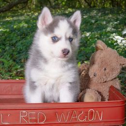 Amore (champion lines) - Pomsky puppy in Lakeland, Florida from Peace Love and Pomskies