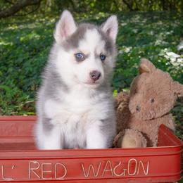 Amore (champion lines) - Pomsky puppy in Lakeland, Florida from Peace Love and Pomskies