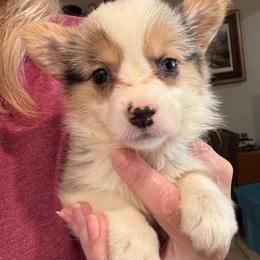 Dolly - Blue merle and white female American Corgi puppy in Orangevale, California from Corgis of the Heart
