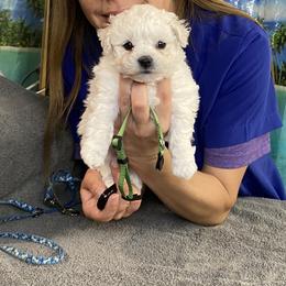 Jade - White female Bichon Frise puppy in Apple Valley, California from God’s Creatures