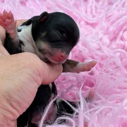 Magpie - Black and tan female Chihuahua puppy in Franklin, North Carolina from A&J Cutie Pawtooties