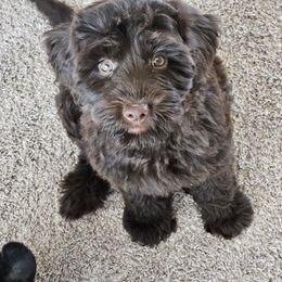 Australian Labradoodle Puppies from Sun Canyon Australian Labradoodles