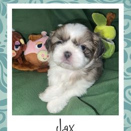 Shih Tzu Puppies from Lavender Lane Tzus