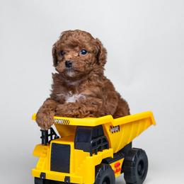 Red Boy 1 AKC - Red  male Poodle puppy in Miami, Florida from JF Kennels Miniature & Toy Poodles