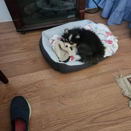 Pomsky All Grown Up from Kenna'z Kuddly Pomskiez