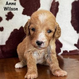 Anne Wilson - Cream female Goldendoodle puppy in Lancaster, Minnesota from North Star Dog Training