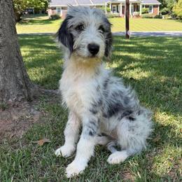 Gwen (Ghost Spider) - female Australian Mountain Doodle puppy in Williamston, South Carolina from Sassy Bob’s Dogs