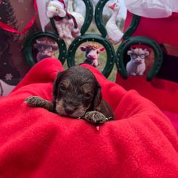 Hershey - Chocolate male Cavapoo puppy in Austin, Texas from Doodles of Central Texas