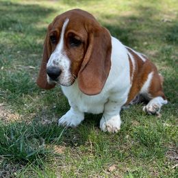 Diel - Basset Hound