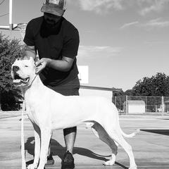 Caliber - Dogo Argentino
