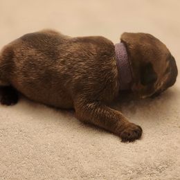 Girl 5 - Red fawn Bullmastiff puppy in Windham, Ohio from Guardian's Gate