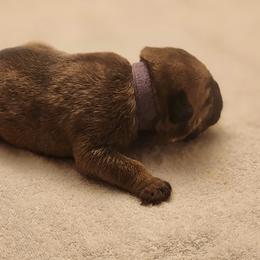 Girl 5 - Red fawn Bullmastiff puppy in Windham, Ohio from Guardian's Gate