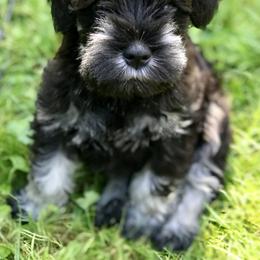 Miniature Schnauzer Puppies from Divine Miniature Schnauzers