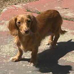 Destiny - Dachshund