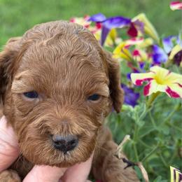Mary (pink collar) - Red female Cavapoo puppy in Mouth Of Wilson, Virginia from HoneyBunn Doodle Co.
