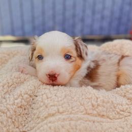 George - Red merle male Miniature Australian Shepherd puppy in Athol, Idaho from Northern Aussies