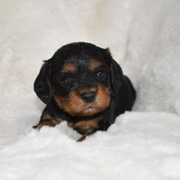 Cavalier King Charles Spaniel Puppies from Freeman's Royal Cavaliers