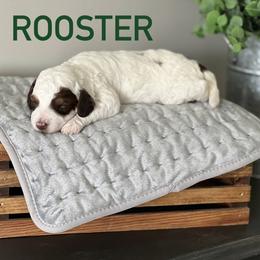 Aussiedoodle Puppies from JK Mini Doodles