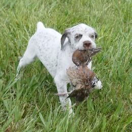 Braque du Bourbonnais Puppies from Rufnit Kennels, LLC