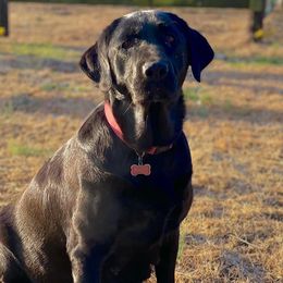 Faith - Labrador Retriever