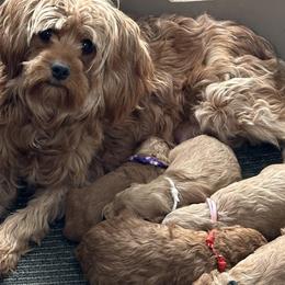 Cavapoo puppies from Ohio Puppy Paws