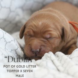 Dublin - Dark golden Golden Retriever puppy in Fond Du Lac, Wisconsin from Trenlock Kennels & Retrievers