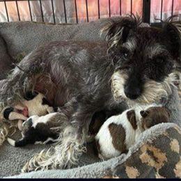 Lilo - Miniature Schnauzer